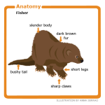 Fisher Anatomy