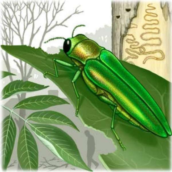 Emerald Ash Borer Update