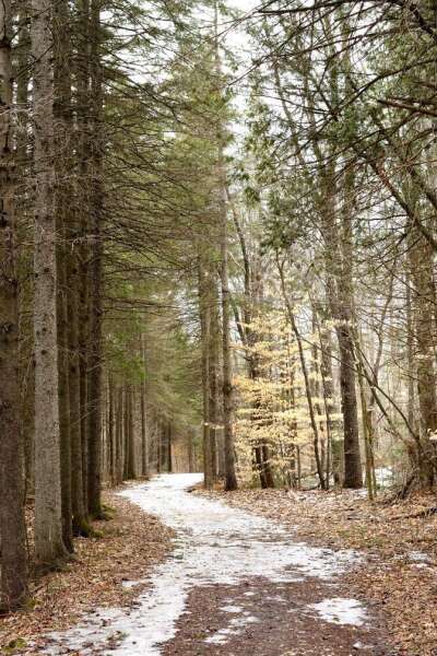 Winter Forest Path.