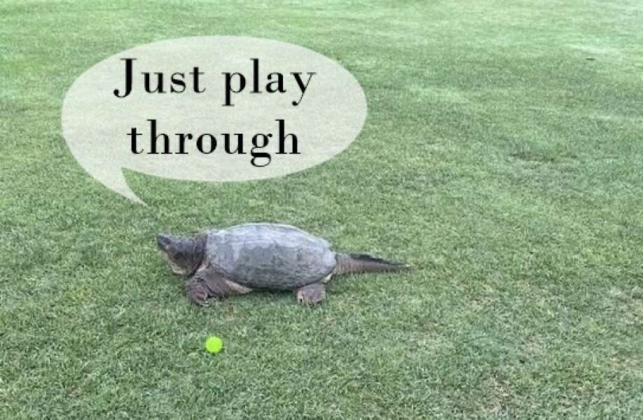 Seen on Hole 3