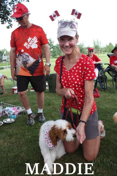 A miniature Golden Doodle / Laurel Dewar;