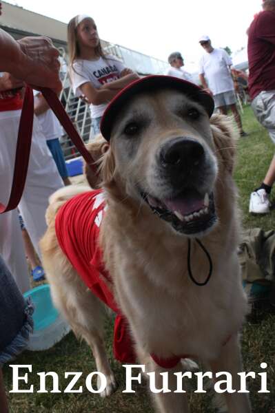 Golden Retriever / Janice Latorre