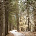 Winter Forest Path.