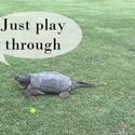Seen on Hole 3
