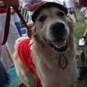Golden Retriever / Janice Latorre