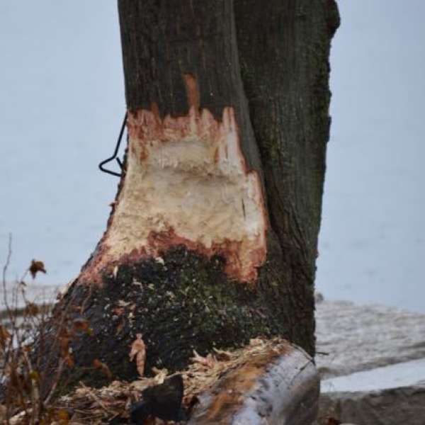 An example of the damage that a beaver can do.